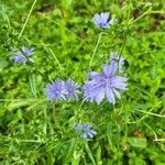 Cichorium endivia花