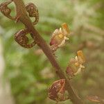 Bulbophyllum falcatum Flor