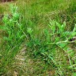 Oxytropis pilosa Blatt