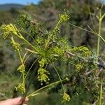 Peucedanum officinale Çiçek