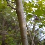 Ilex mucronata Bark