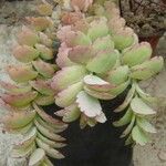 Kalanchoe laxiflora Ліст