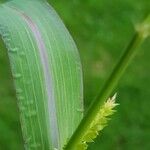 Echinochloa muricata Blad