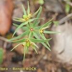 Euphorbia exigua Otro