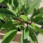 Plumeria alba Leaf