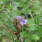 Phelipanche purpurea Flor