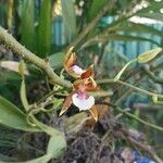 Aspasia epidendroides Цветок