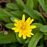 Krigia montana Kwiat