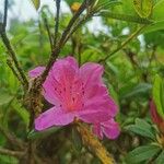 Rhododendron albrechtii Цветок