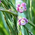 Silene bellidifolia 花