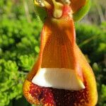 Calceolaria uniflora Sonstige