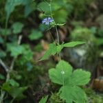 Geranium nodosumFlower