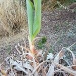 Musella lasiocarpa Blad