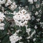 Viburnum tinusÇiçek