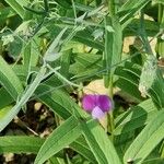 Lathyrus hirsutus Blüte