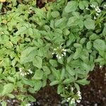 Cardamine niigatensis പുഷ്പം