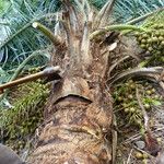 Acrocomia aculeata Fruto
