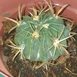 Echinocactus texensis Yaprak