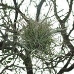 Tillandsia recurvata برگ