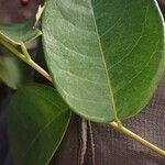 Phyllanthus muellerianus ᱥᱟᱠᱟᱢ