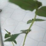 Euphorbia hirta पत्ता