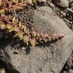 Polygonum plebeium Hábito