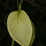 Passiflora platyloba Плод