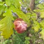 Quercus × rosacea Fruto
