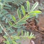 Indigofera arrecta Leaf