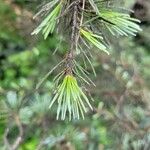 Cedrus libani Leaf