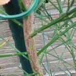 Cytisus scopariusBark