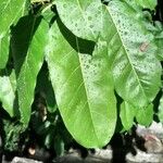 Ficus virens Hoja