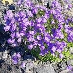 Campanula cochleariifolia Flower