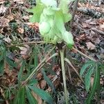 Helleborus foetidusFleur