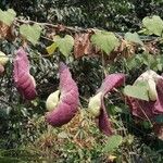 Aristolochia giganteaFlower