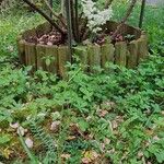 Filipendula vulgaris Costuma