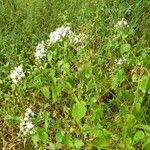 Chromolaena odorata Blüte