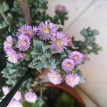 Lampranthus deltoides Flower