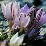 Crocus corsicus Flower