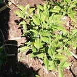 Physalis viscosa Blatt