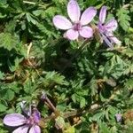 Erodium botrys Квітка