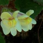 Asarina procumbens Blomst