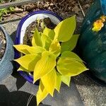 Hosta (Lemon and Lime)Leaf