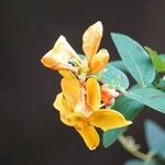 Hypericum × hidcoteense ফুল