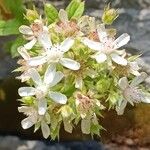 Potentilla caulescens Λουλούδι