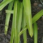 Scilla haemorrhoidalis Leaf