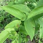 Hieracium prenanthoides Blatt