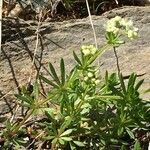 Galium anisophyllon Συνήθη χαρακτηριστικά