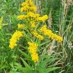 Solidago giganteaFlower