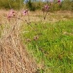 Lychnis flos-cuculi Habitat